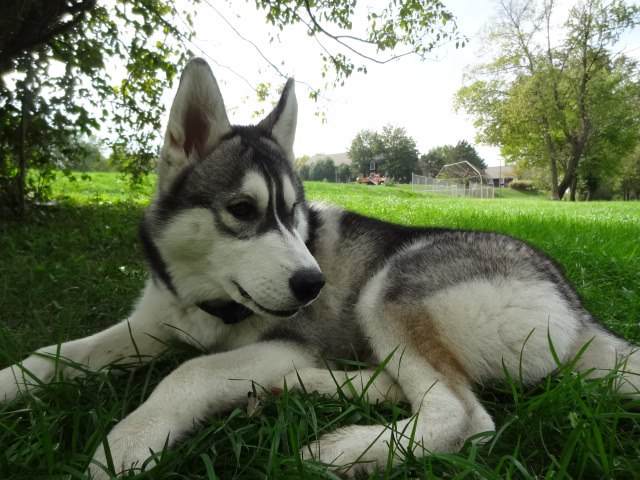 Warwick at 8 months.