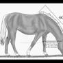 How to do a grazing horse
