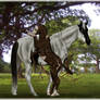 Painted Horses