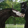 Playing with the Halter