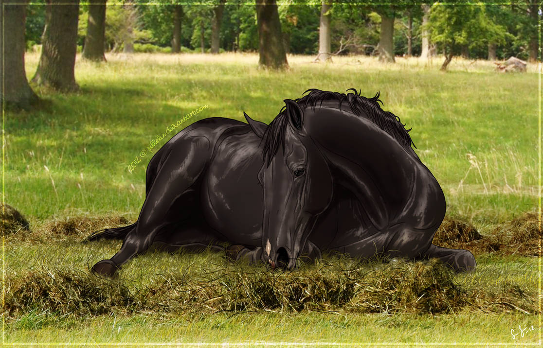 Лежа на коне. Лошадь лежит. Лежачий конь. Лежачая лошадь.
