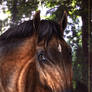 Hooray in his Pasture