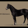 Thoroughbred Commission #2