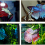 My Male Bettas