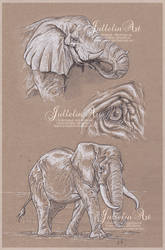 Elephants