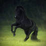 The Black Pony