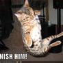 lolcats - finish him