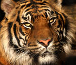 Sumatran tiger by machine-guts