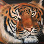 Sumatran tiger - Acrylics
