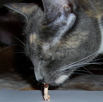 Tortie Meets Tiny Siamese