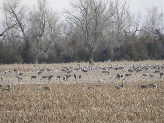 Sandhill Cranes