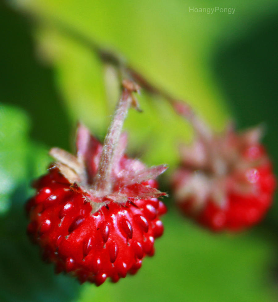 Mini Strawberries 2