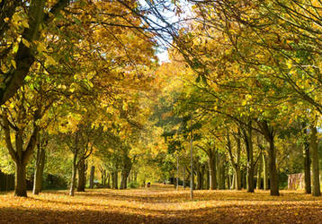 Autumn Pathway