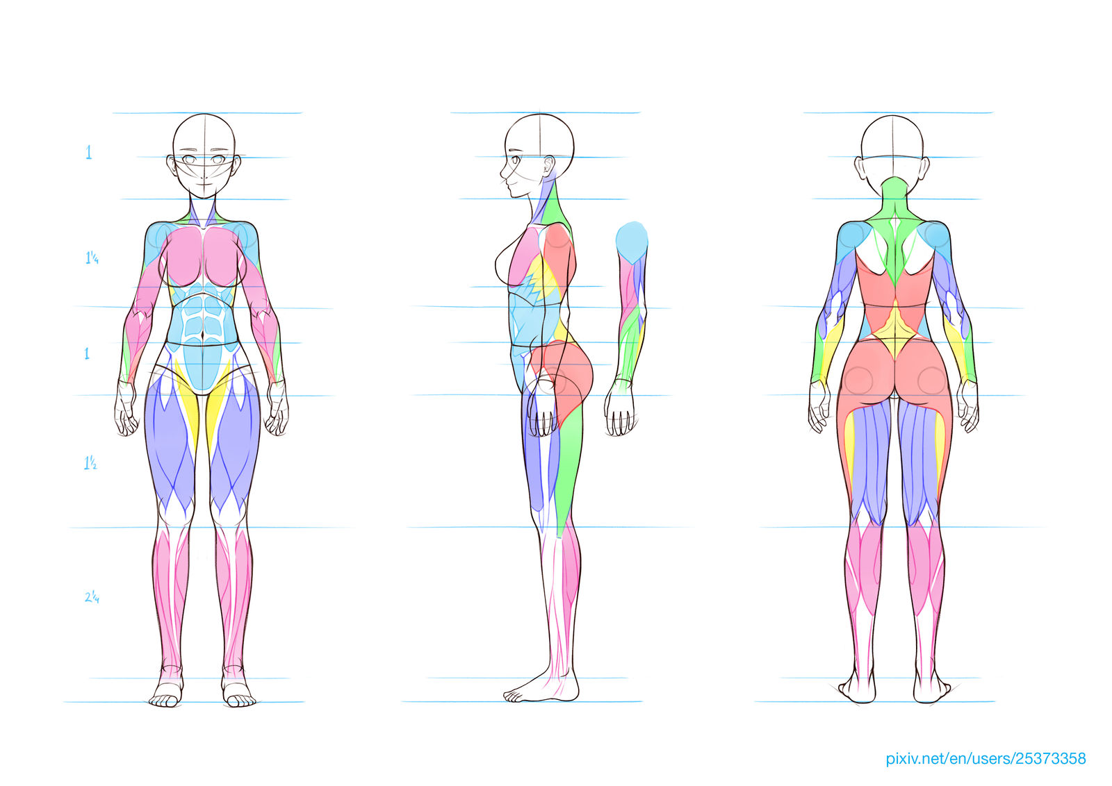 Anatomy and Simple Muscle Guide by Aquamarine-39 on DeviantArt