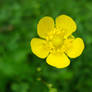 Yellow flower