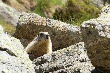 Marmotte II