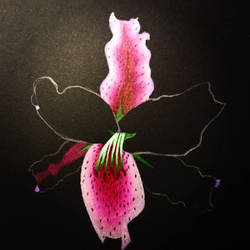 pink oriental stargazer lily