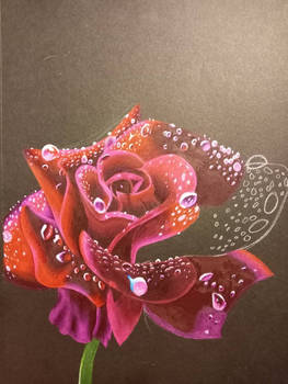 dewy rose: work in progress 3