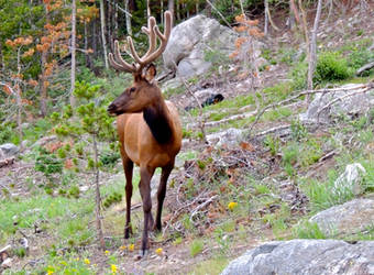 Guardian of the Forest