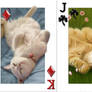 Cats Cards
