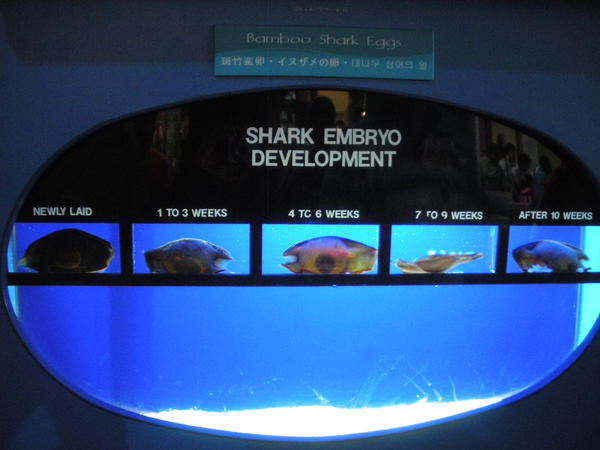 Shark Development Shark Embryo Development by afroBarbie on DeviantArt