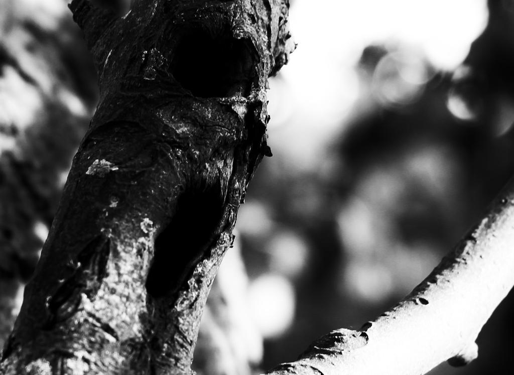 slightly angry tree by schafsheep on DeviantArt
