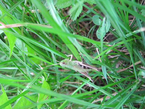 grasshopper