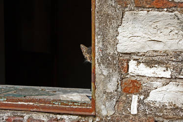 The Cat in the deserted House