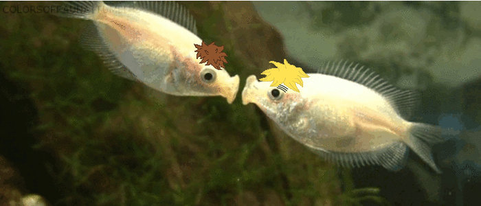 SpUK Fishy Kiss