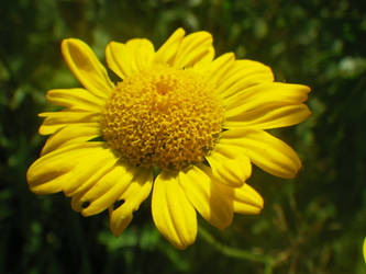 Yellow Flower