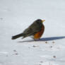 Little Friend in the Snow