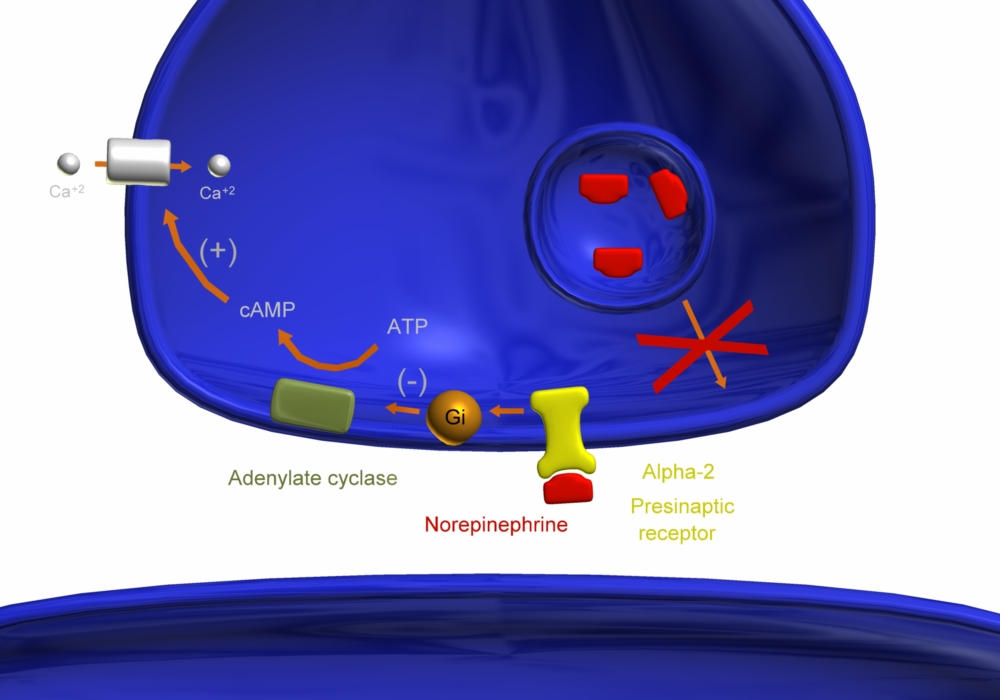 Alpha Ii Reeptyor Alpha-2 Presinaptic Receptor by WishmasterInRlyeh on DeviantArt