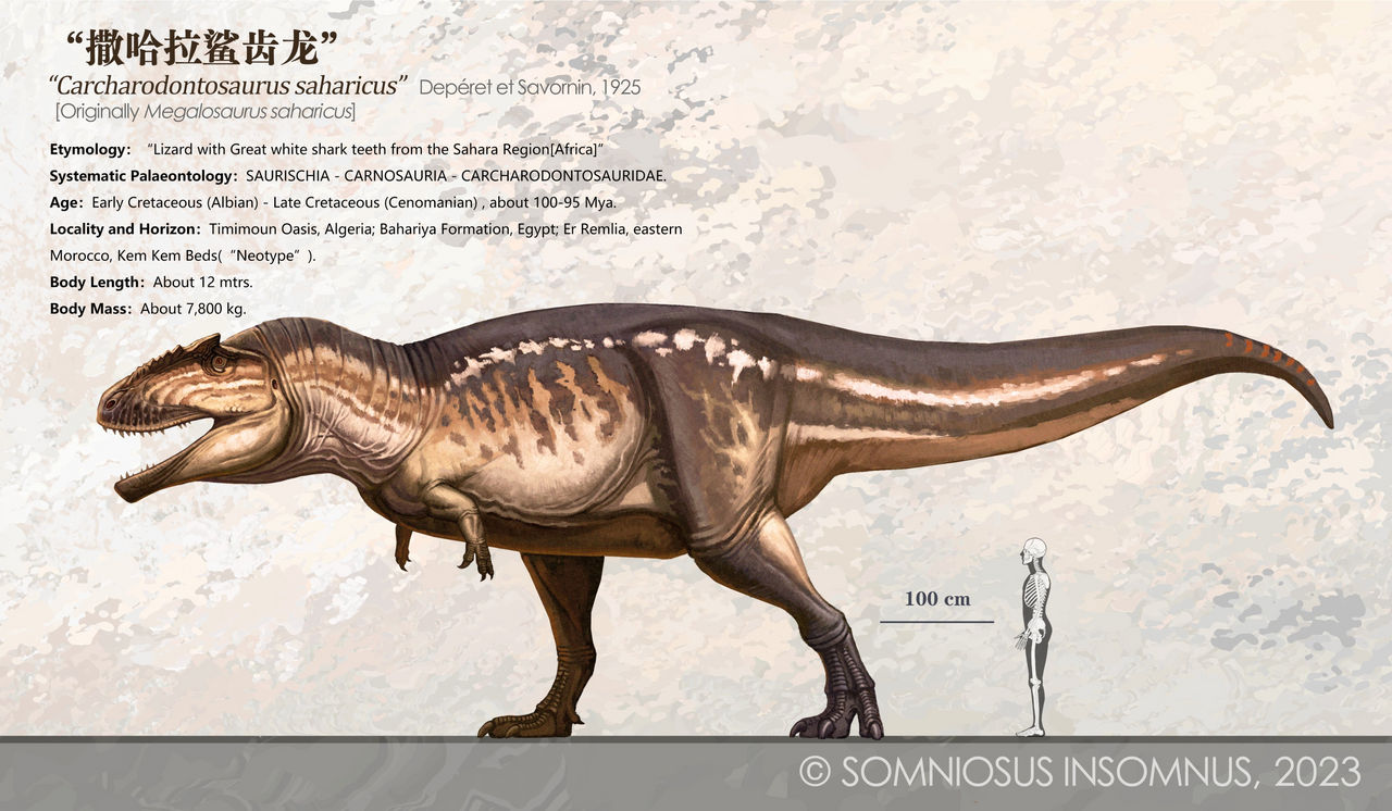Carcharodontosaurus saharicus male or female by jasonperla on DeviantArt
