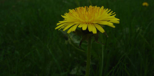 Dandelion