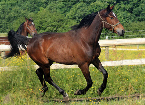 Bay Warmblood 10