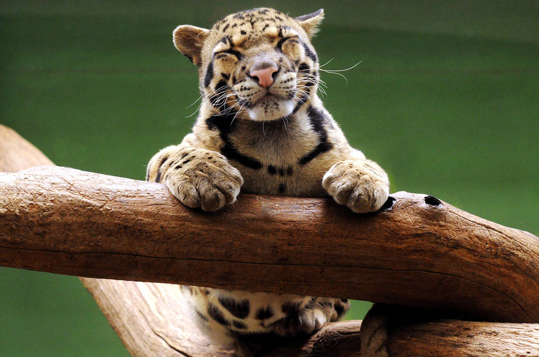 Clouded Leopard by StevenWard