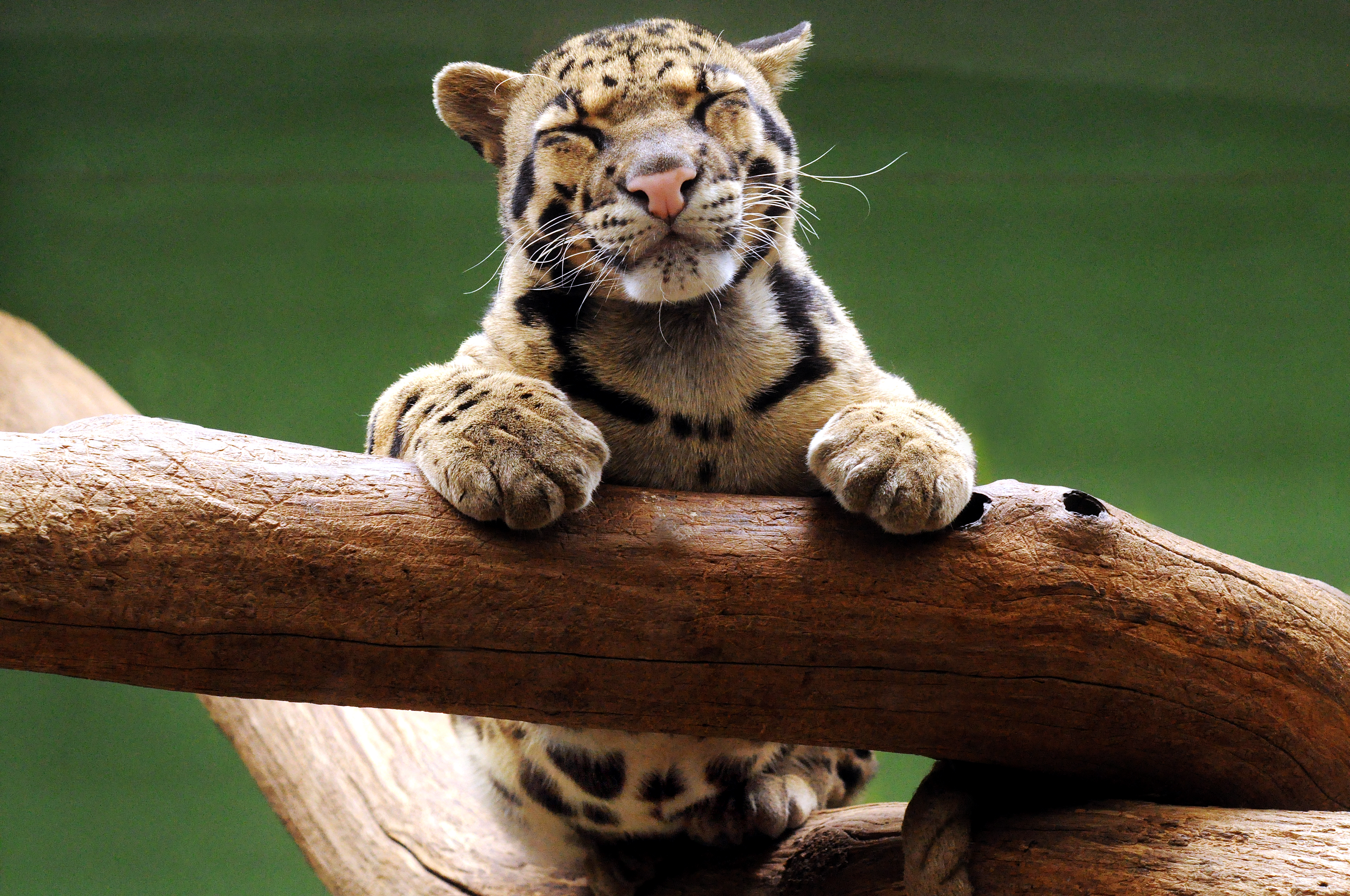 Clouded Leopard by StevenWard