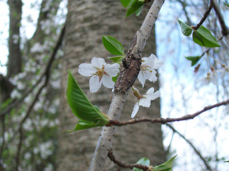 Buds of Spring