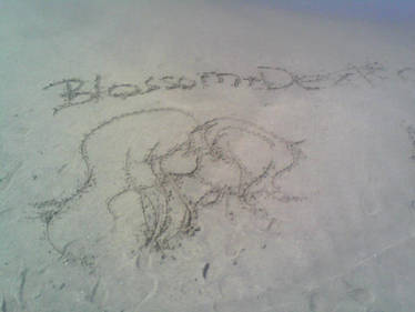 Blossom and dexter in beach