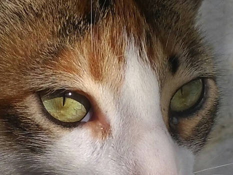 Cat's Eyes