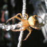 Spider in a Man-Made Web