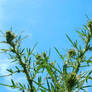 Thistle