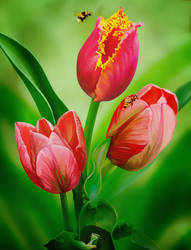 Tulip Bouquet