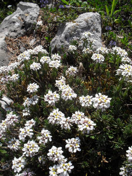 Flower Edelweiss