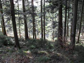 Tall Trees Forest