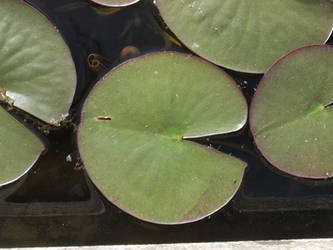 Water Lily 1