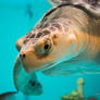 Green Sea Turtle