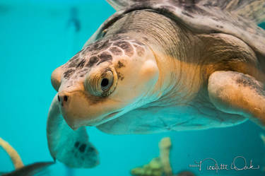 Green Sea Turtle