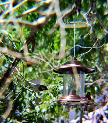 Hawk snack