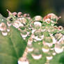 Waterdrops after the Rain